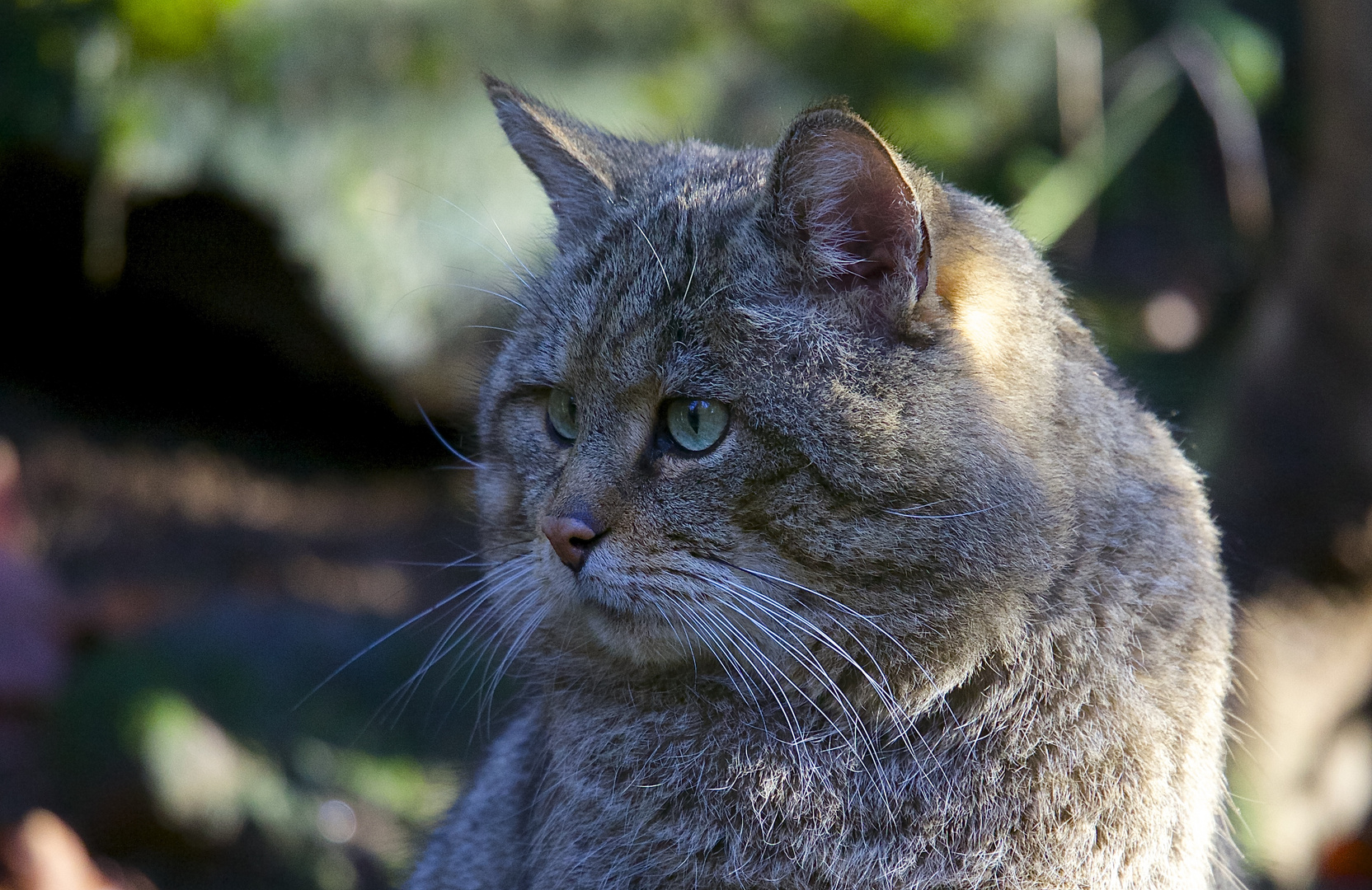 Wildkatze im Nationalpark Bayerischer Wald..