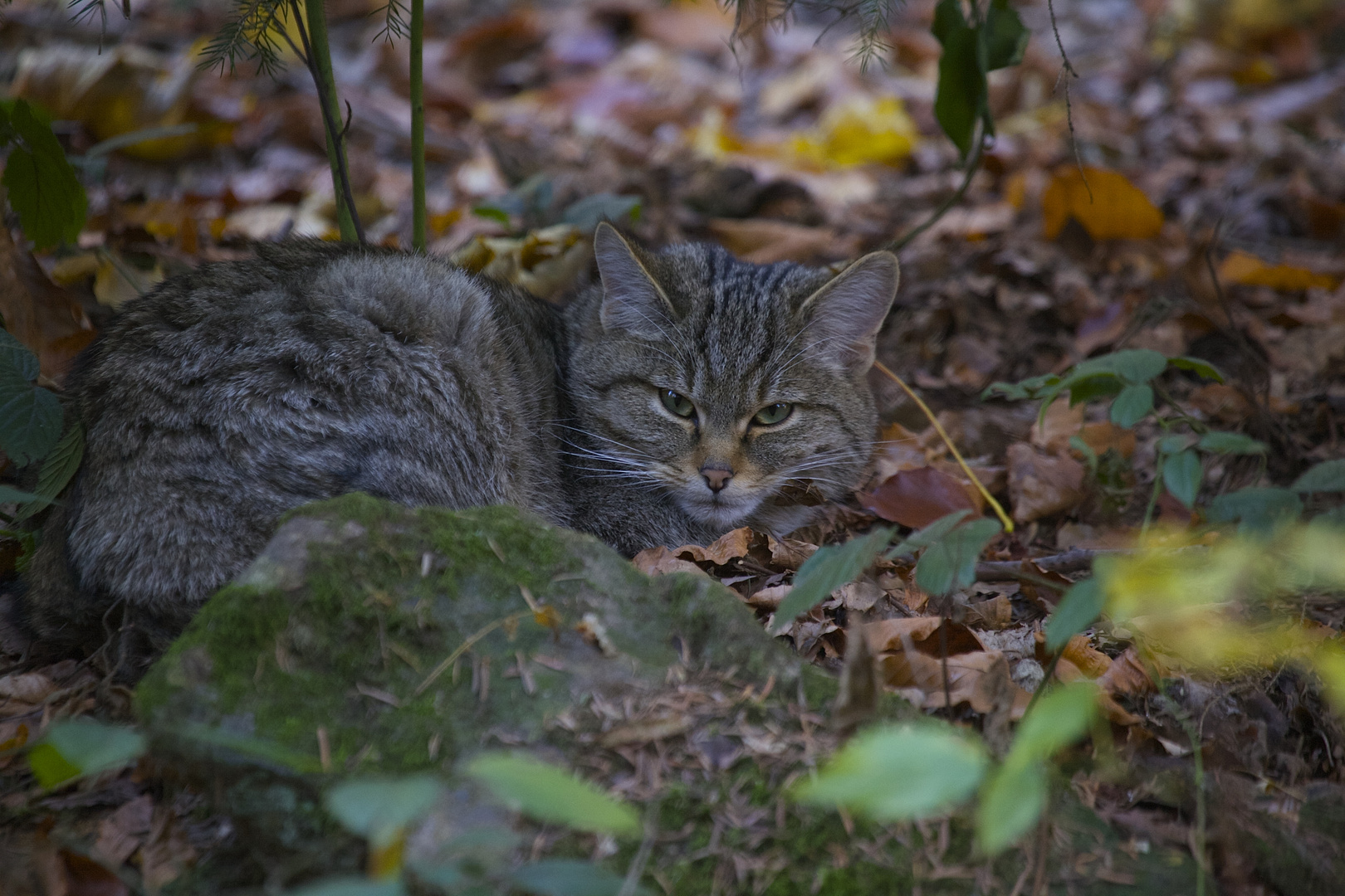 Wildkatze im Nationalpark Bayerischer Wald....