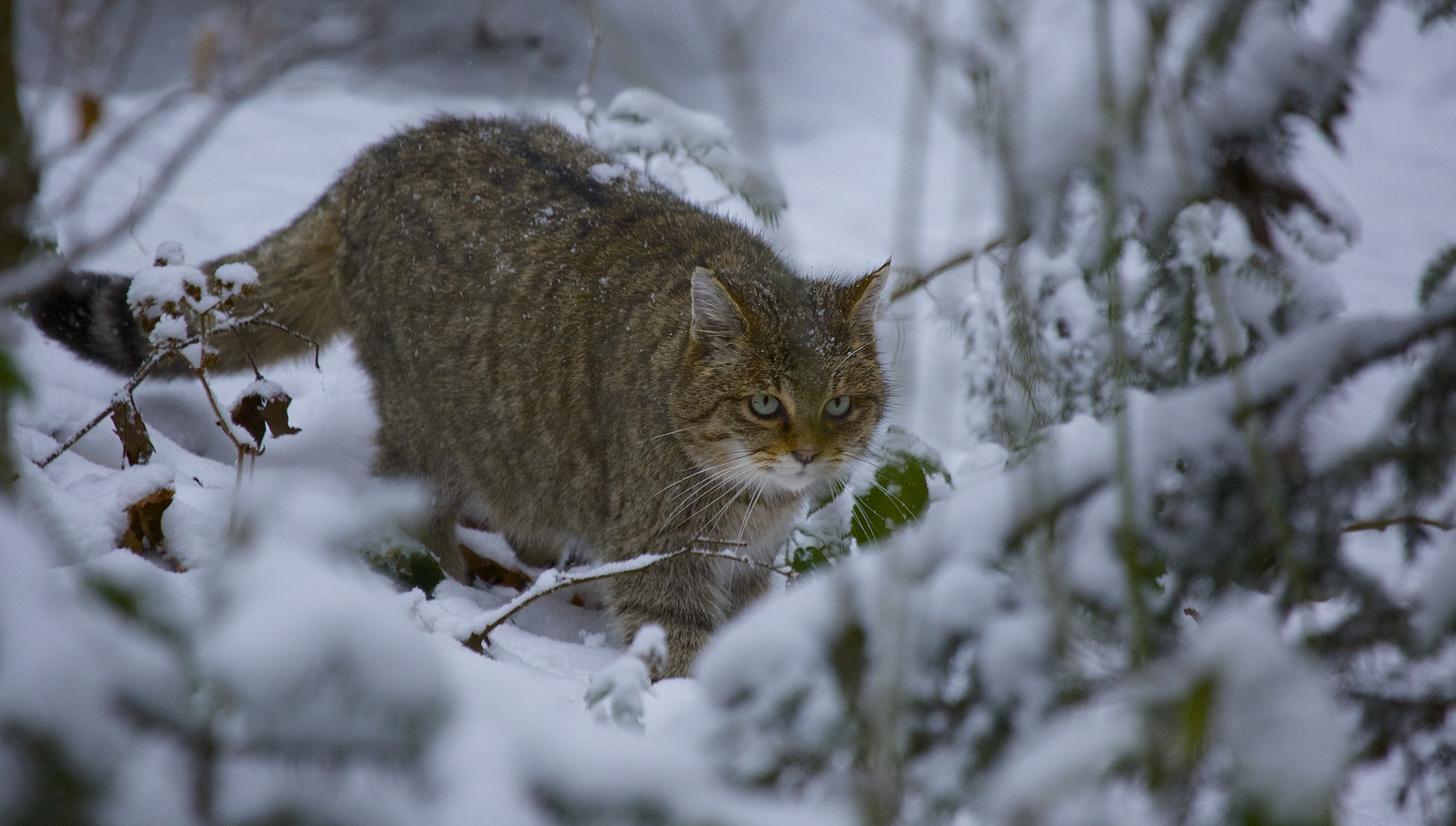 Wildkatze im Nationalpark Bayerischer Wald---