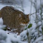 Wildkatze im Nationalpark Bayerischer Wald---