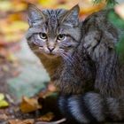 Wildkatze... im Nationalpark Bayerischer Wald