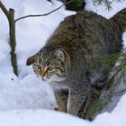 Wildkatze im Nationalpark Bay.Wald...