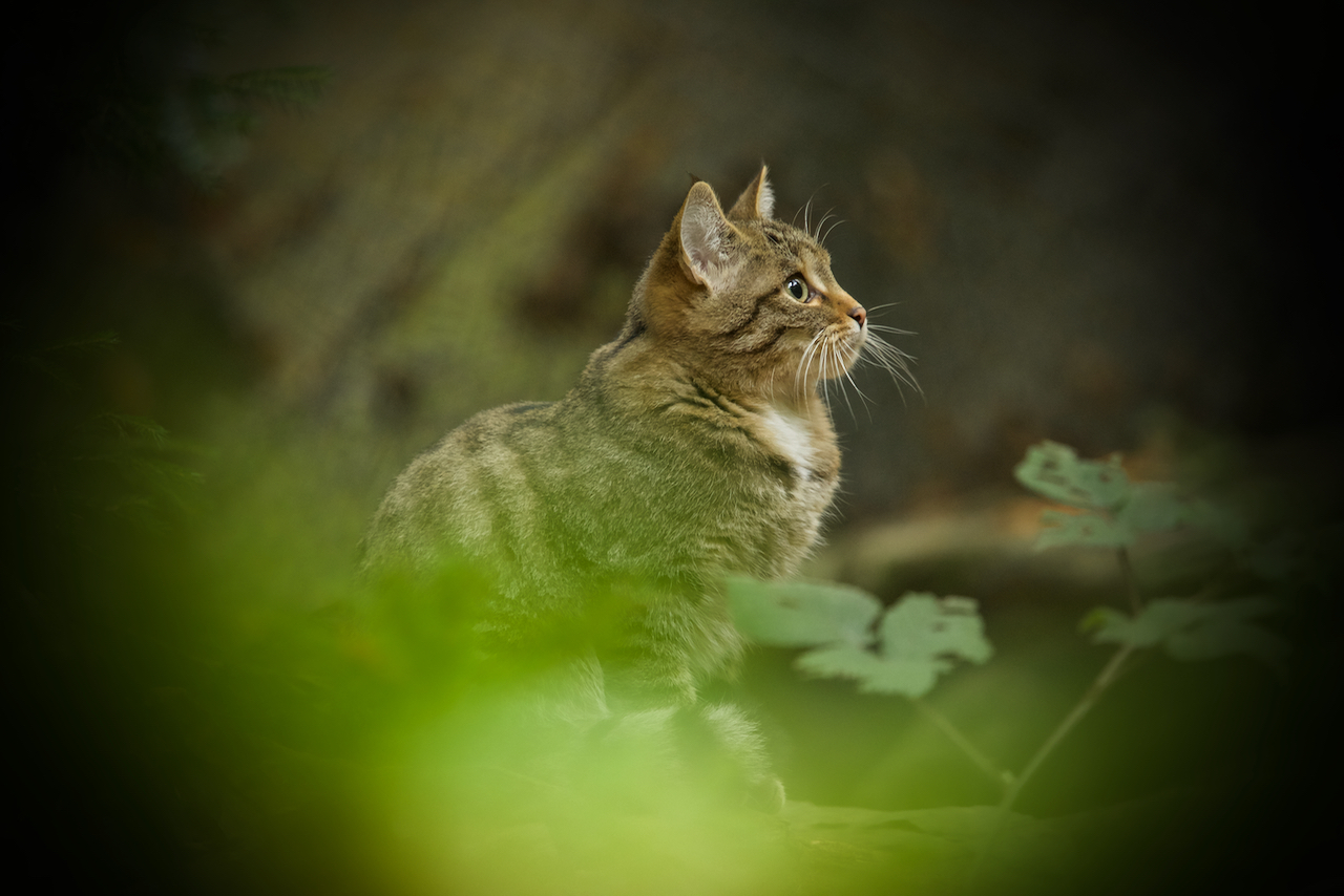 Wildkatze im Nationalpark Bay.Wald...