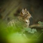 Wildkatze im Nationalpark Bay.Wald...