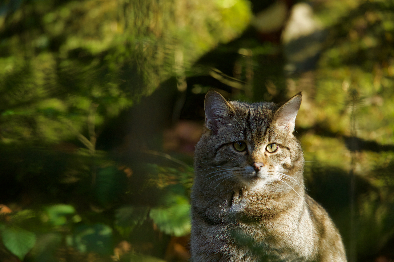 Wildkatze im Nationalpark Bay.Wald