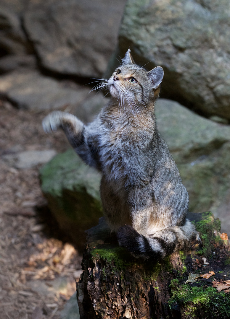 Wildkatze im Nationalpark Bay.Wald, Tierfreigelände am Lusen