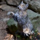 Wildkatze im Nationalpark Bay.Wald, Tierfreigelände am Lusen