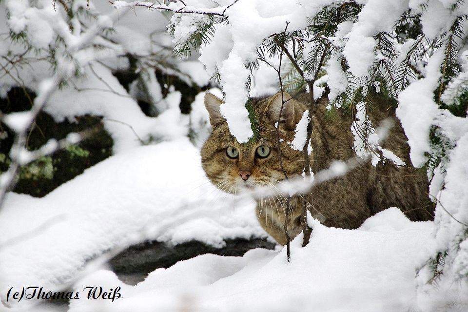 Wildkatze im NP Bayerischer Wald 1