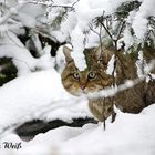 Wildkatze im NP Bayerischer Wald 1