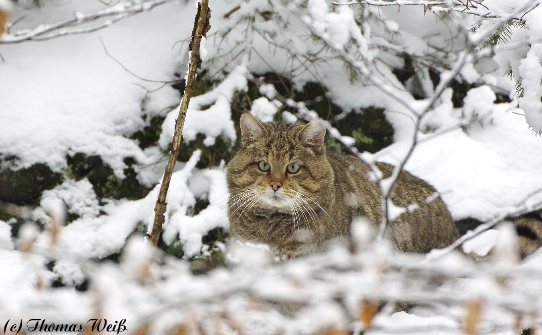 Wildkatze im NP Bayerischer Wald 2