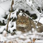 Wildkatze im NP Bayerischer Wald 2