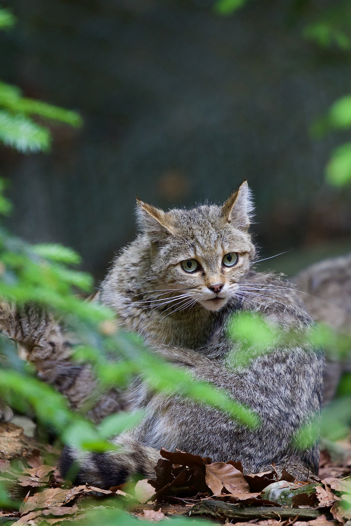 Wildkatze im NP.Bayerischer Wald...