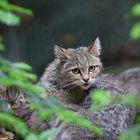 Wildkatze im NP.Bayerischer Wald...