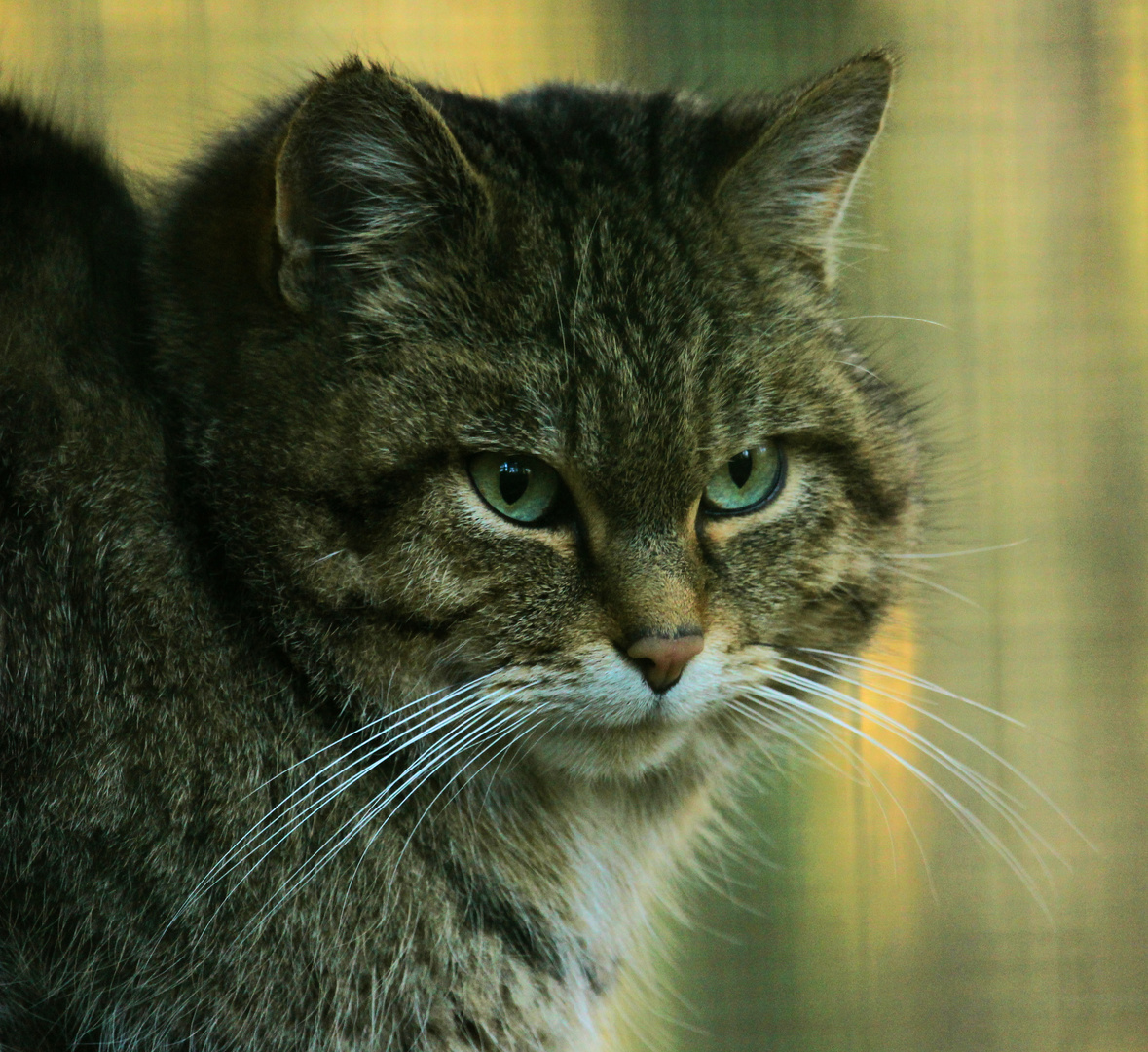 Wildkatze im Portrait