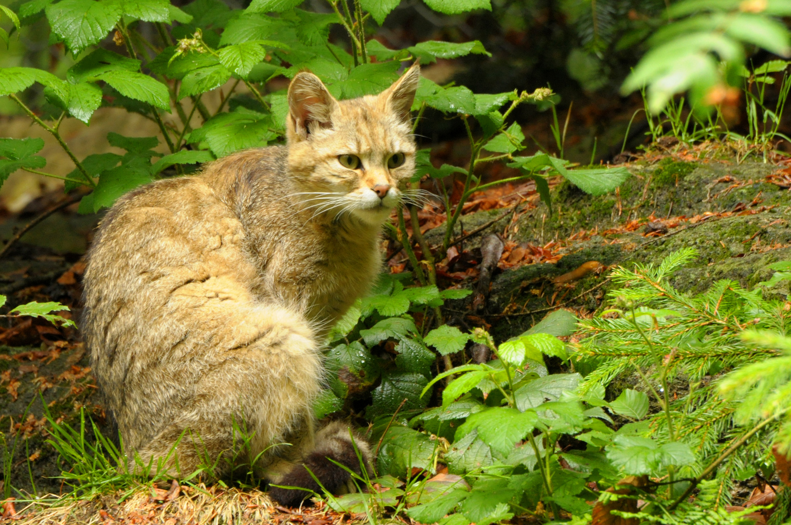 Wildkatze im Regen ( Bay. Wald ) 2011