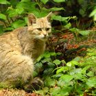 Wildkatze im Regen ( Bay. Wald ) 2011