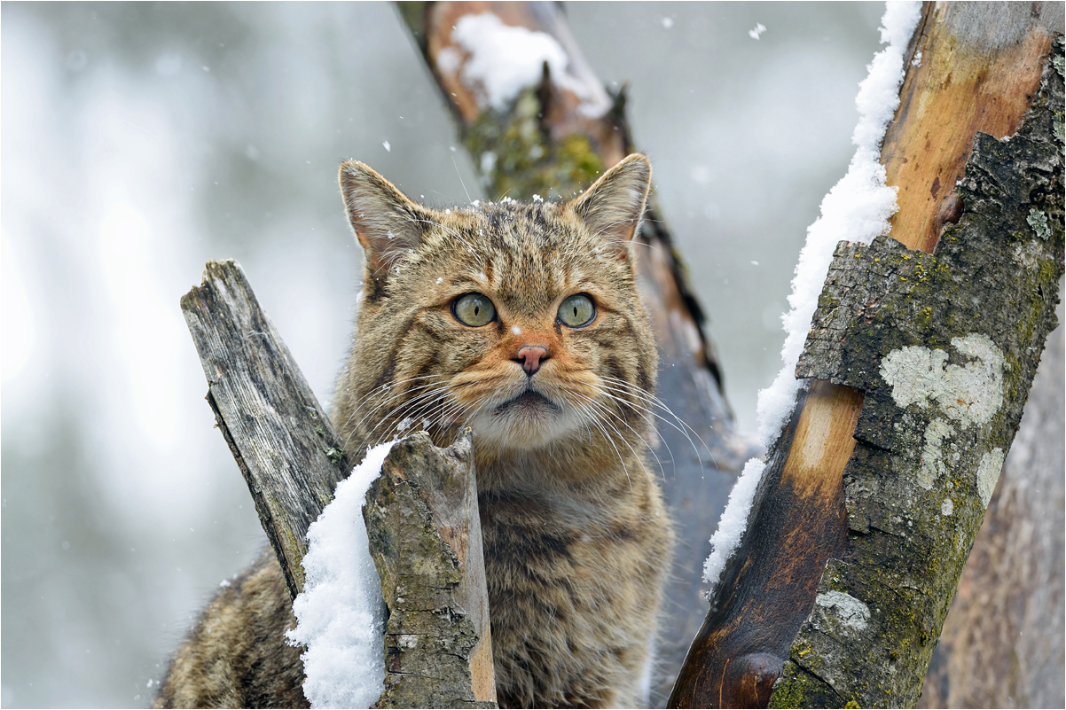 Wildkatze im Schnee