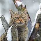 Wildkatze im Schnee