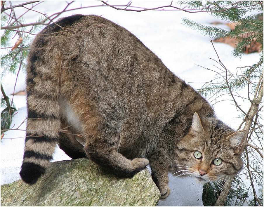 WILDKATZE im Schnee ++ (Nationalpark Bayerischer Wald)