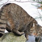 WILDKATZE im Schnee ++ (Nationalpark Bayerischer Wald)