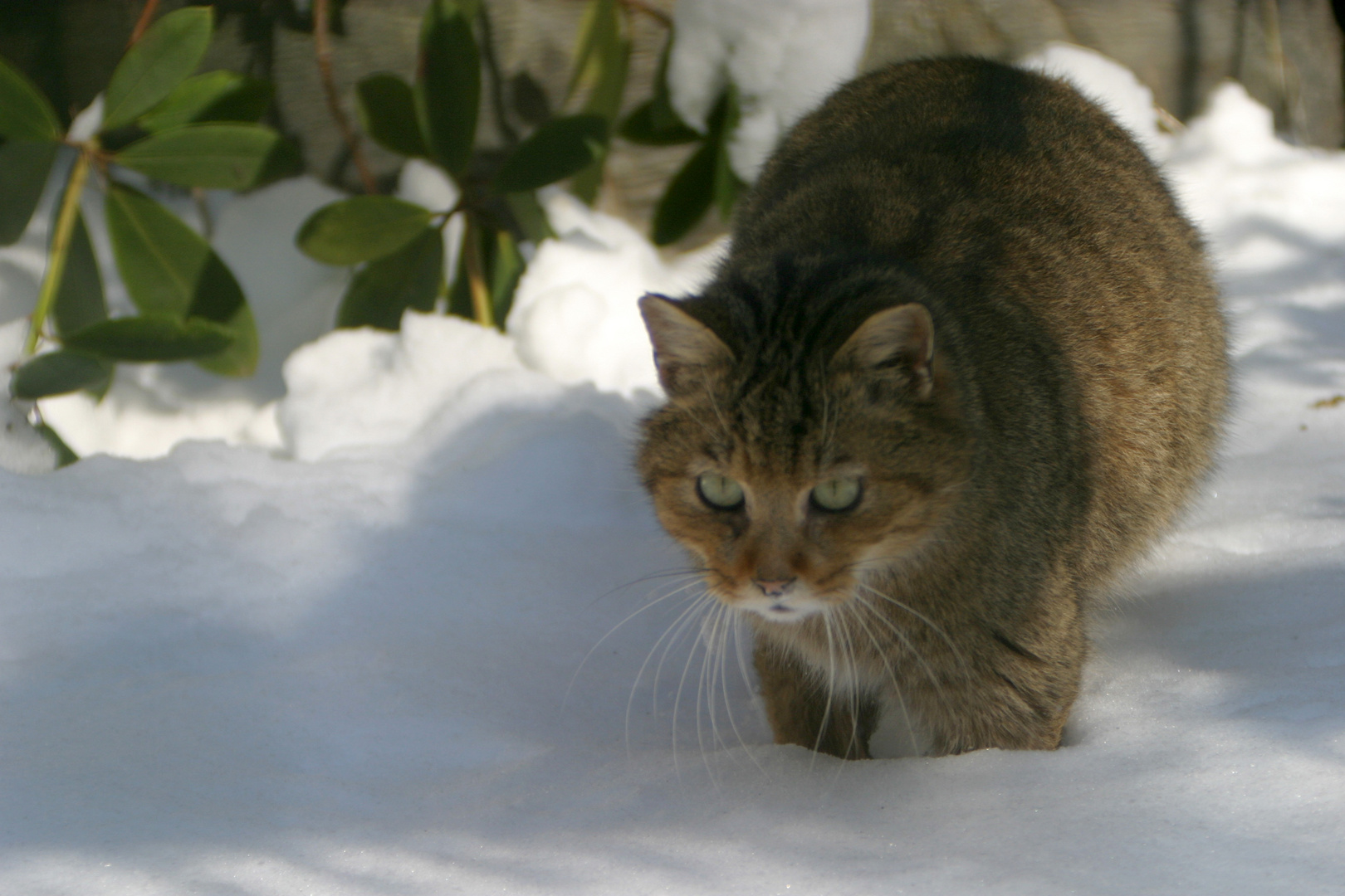 Wildkatze im tiefen Schnee