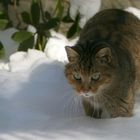 Wildkatze im tiefen Schnee