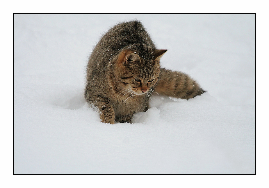 Wildkatze im Tiefschnee