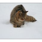 Wildkatze im Tiefschnee