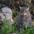 Wildkatze im Tierpark