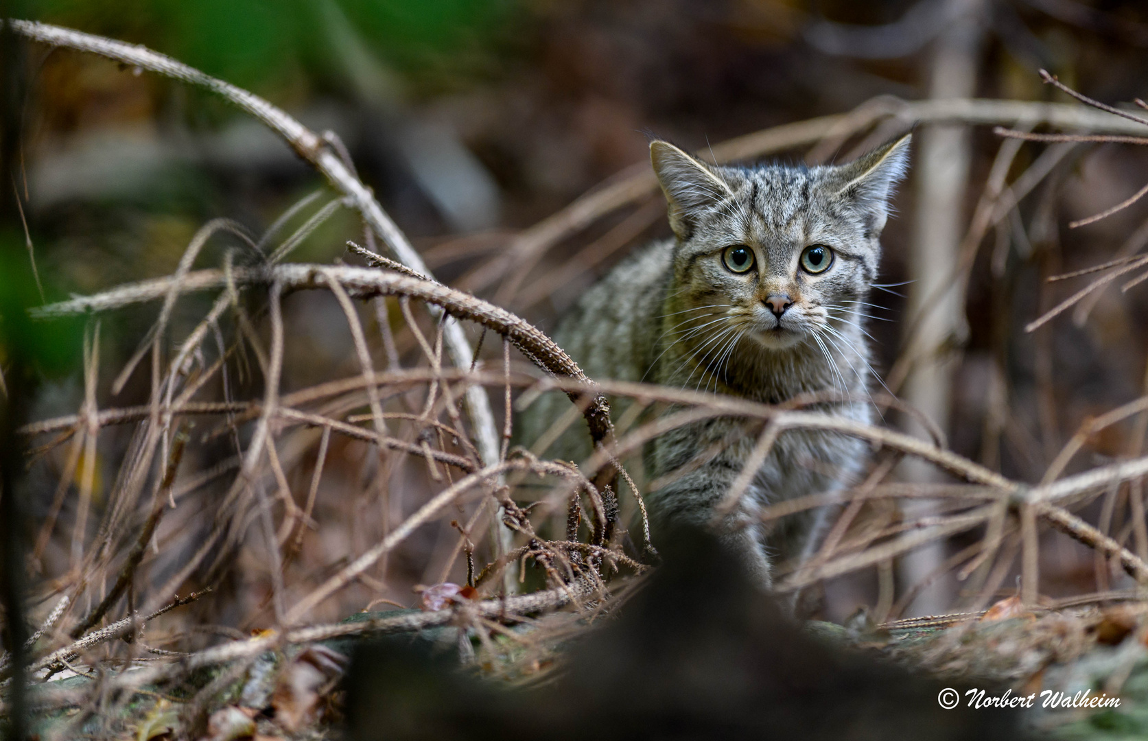 Wildkatze im Unterholz