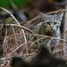 Wildkatze im Unterholz