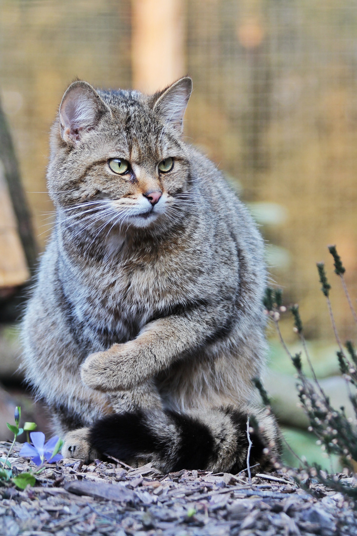 Wildkatze im Wildgatter Hildesheim