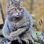 Wildkatze im Wildgatter Hildesheim