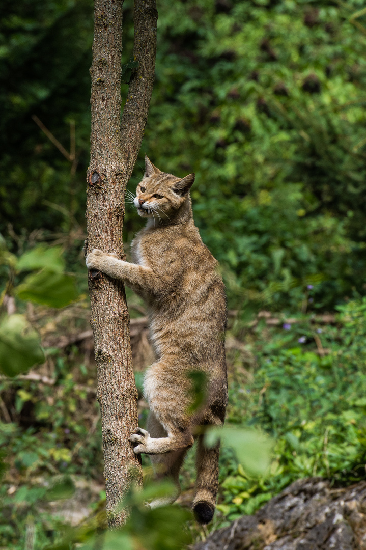 Wildkatze im Wildpark Bad Mergentheim