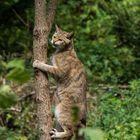 Wildkatze im Wildpark Bad Mergentheim