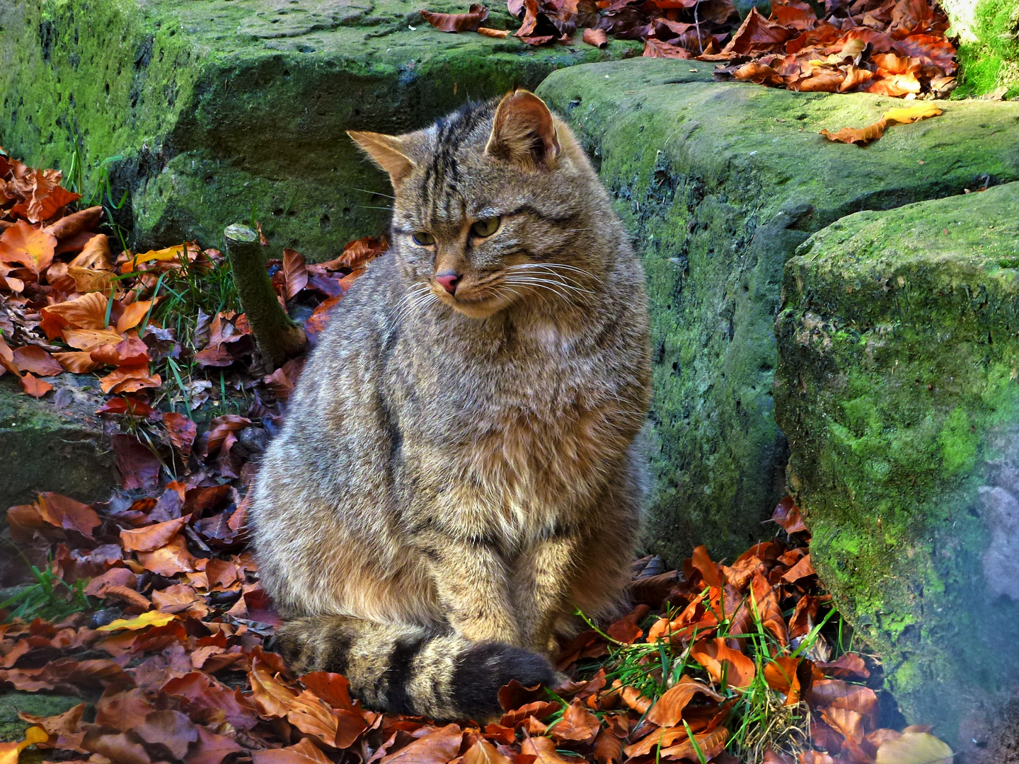 -Wildkatze im Wildpark Neuhaus im Solling-