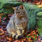 -Wildkatze im Wildpark Neuhaus im Solling-