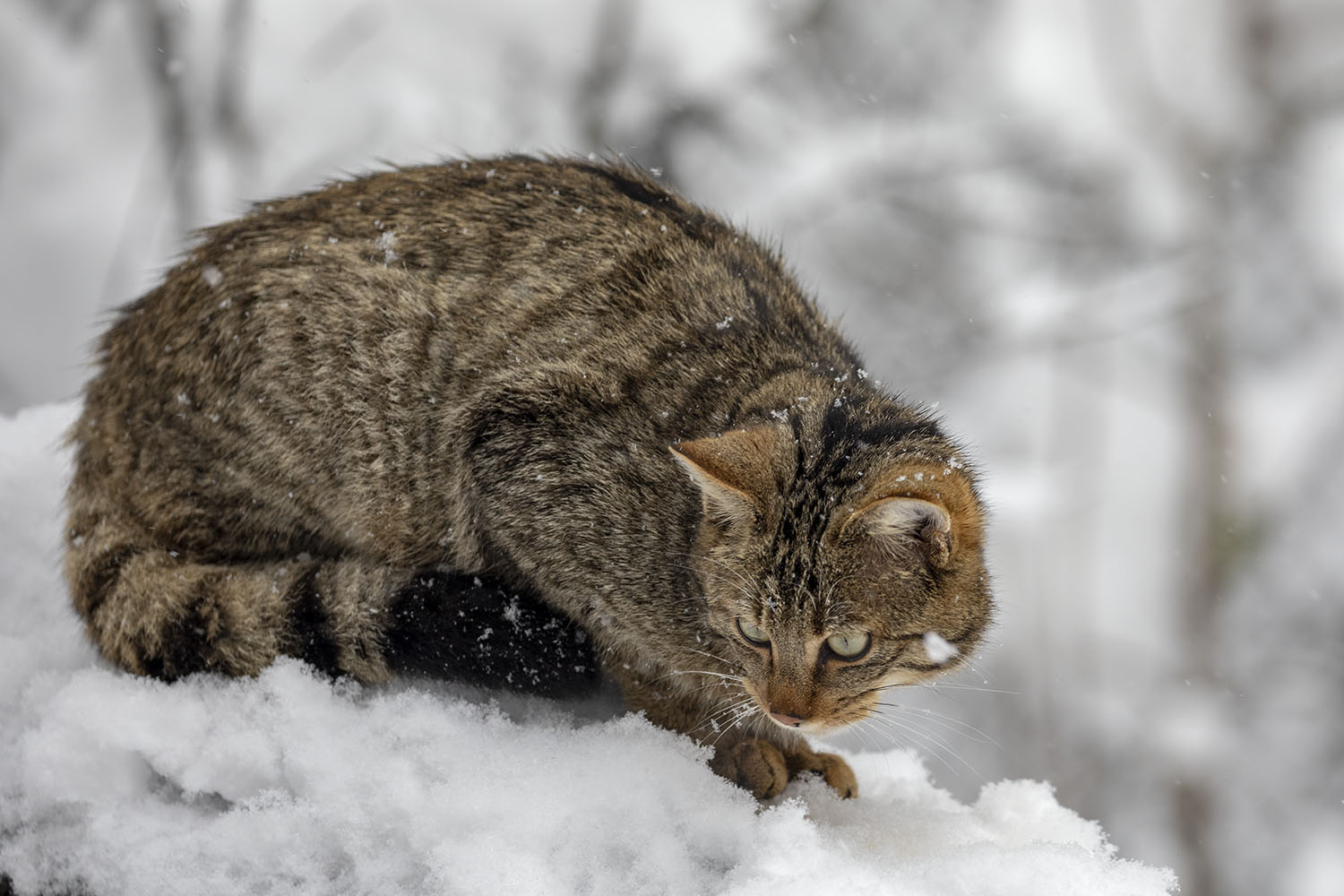 Wildkatze im Wildtierpark