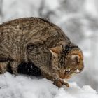 Wildkatze im Wildtierpark