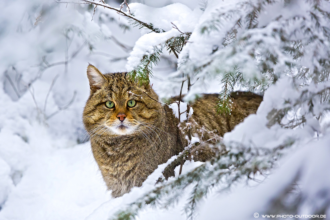 Wildkatze im Winter