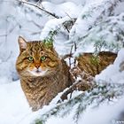 Wildkatze im Winter