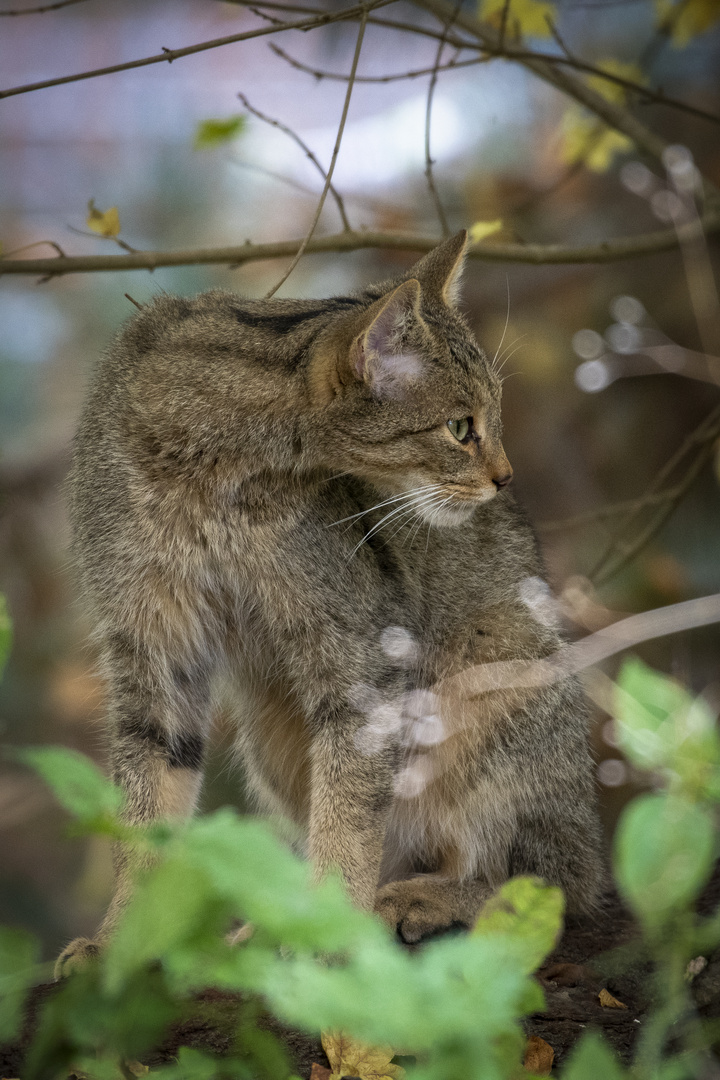 Wildkatze im Wisentgehege Springe