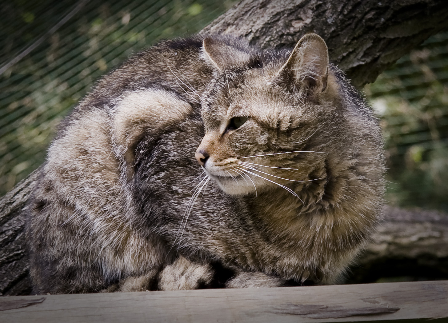 Wildkatze im Zoo