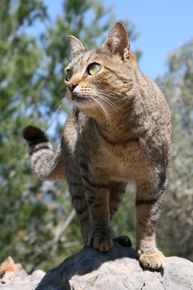 Wildkatze in den Bergen vor Soller