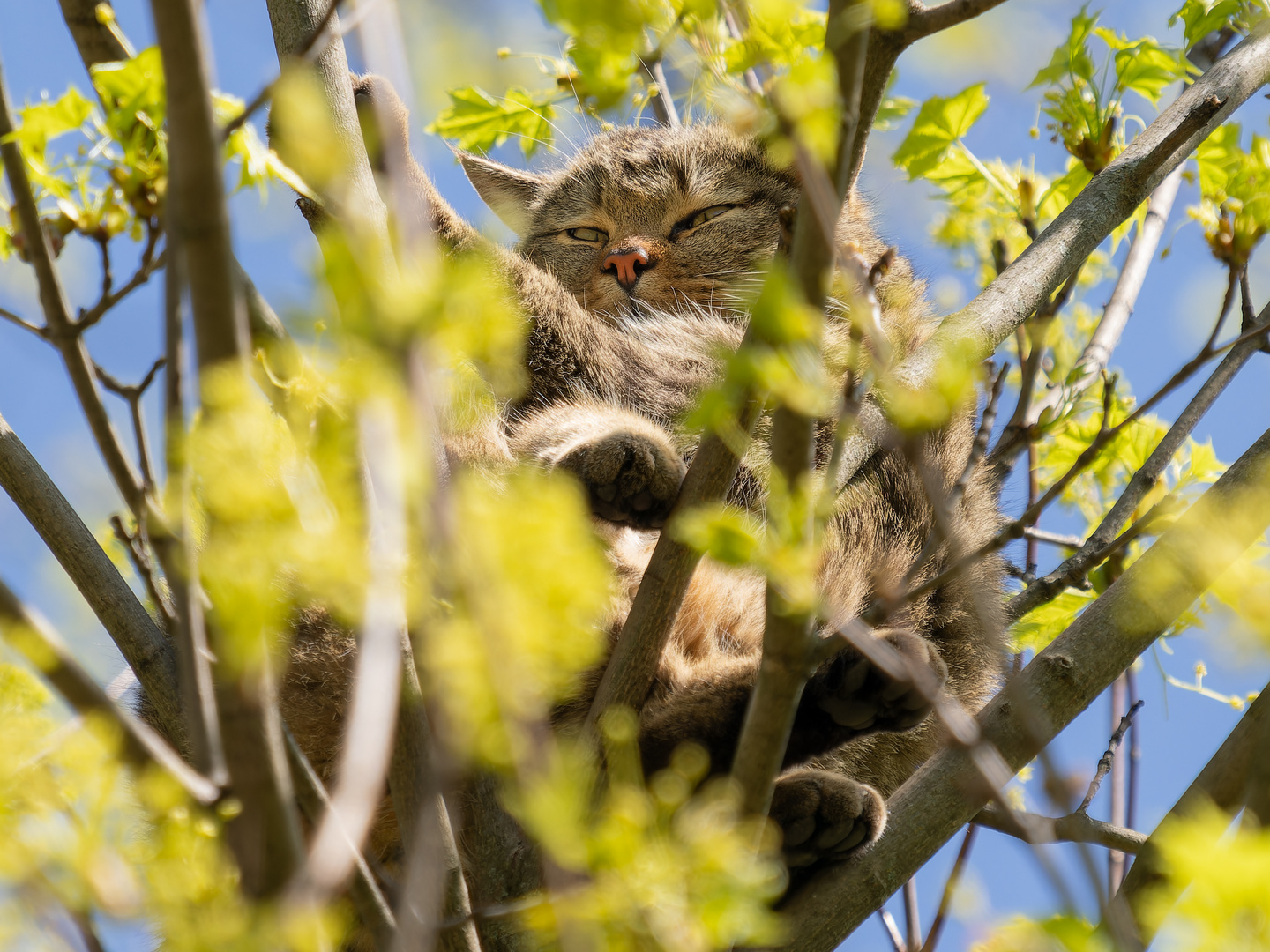 Wildkatze in den "langenErlen"...hoch oben im Baum