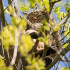 Wildkatze in den "langenErlen"...hoch oben im Baum