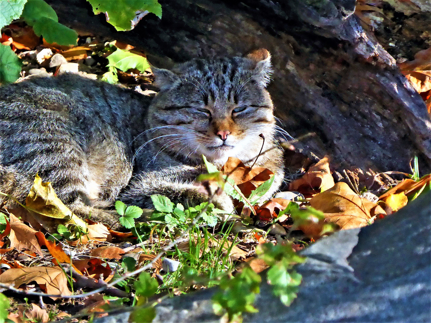 Wildkatze in der Herbstsonne