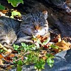 Wildkatze in der Herbstsonne