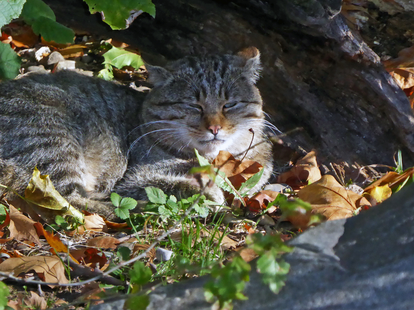 Wildkatze in der Herbstsonne