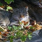 Wildkatze in der Herbstsonne